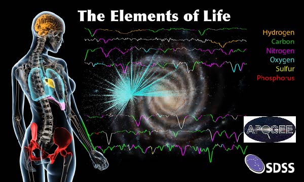 The six most common elements of life on Earth (including more than 97 percent of the mass of a human body) — carbon, hydrogen, nitrogen, oxygen, sulphur and phosphorus — have all been detected in stars by the APOGEE spectrograph.

The colors in the spectra show dips, the size of which reveal the amount of these elements in the atmosphere of a star. The human body on the left uses the same color coding to evoke the important role these elements play in different parts of our bodies, from oxygen in our lungs to phosphorous in our bones (although in reality all elements are found all across the body).

In the background is an artist’s impression of the Galaxy, with cyan dots to show the APOGEE measurements of the oxygen abundance in different stars; brighter dots indicate higher oxygen abundance.

Click to download a larger version from Google Drive.

<strong>Image credit:</strong>  Dana Berry/SkyWorks Digital Inc.; SDSS collaboration